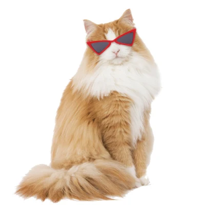 스팟 애완 동물 안경 고양이 개 선글라스 테디 성격 웃긴 머리 착용 애완 동물 액세서리